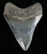 Quality Megalodon Tooth - Great Color #11997-2